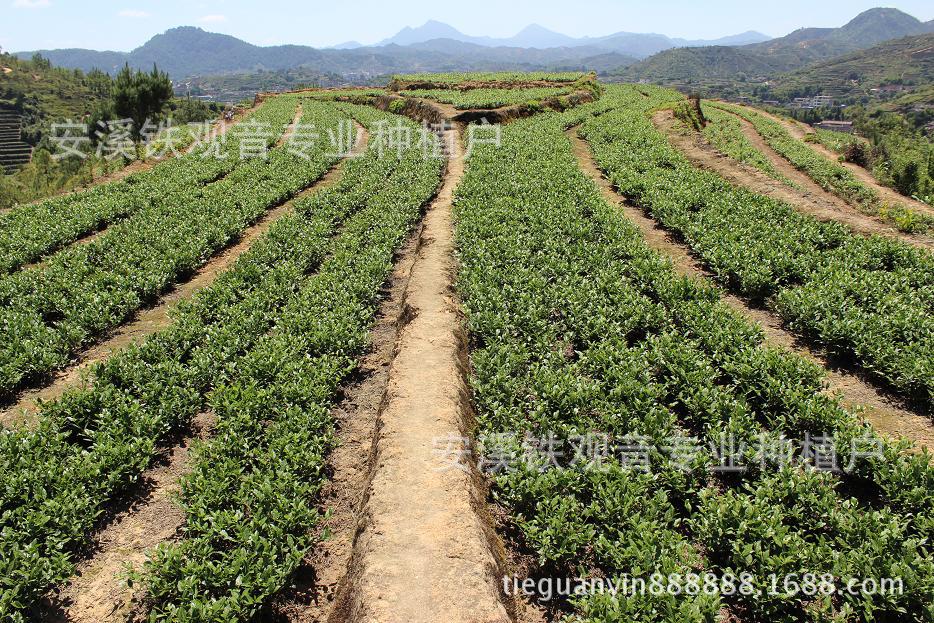 千年农脉齐鲁行 章丘大葱何以“称王”
